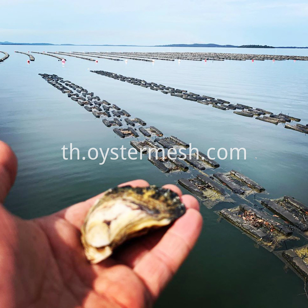 Mesh Bag for Oyster Grow-Out